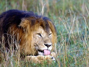 Hunting of big game in Africa such as lions is a controversial issue.