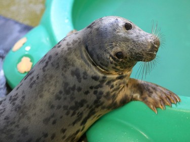 A baby seal looks out from its cubicle as it rehabilitates in a ward in the animal welfare building at the RSPCA Centre at West Hatch n Taunton, England, December 9, 2015.