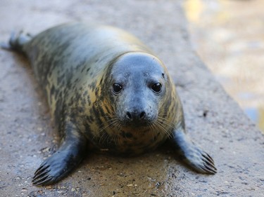 A baby seal sits besides a pool  as it rehabilitates in a ward in the animal welfare building at the RSPCA Centre at West Hatch n Taunton, England, December 9, 2015.