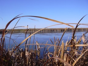 A marsh at Ducks Unlimited's Young project