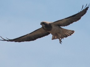 Birds such as hawks, falcons and eagles perform a service at the Vancouver International Airport. One of them caught the jet stream and ended up in La Ronge. Submitted photo