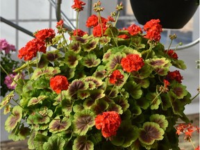 Geranium Brocade Fire, one of the All-American Selections winners for 2016.