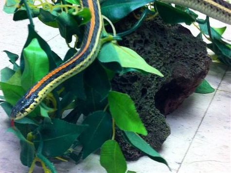 Saskatoon police released this photo on Twitter of a snake that was involved in an incident at a Tim Hortons restaurant in Saskatoon. Two men are facing mischief charges after one of the men pulled a snake from his friend's pocket and threw it behind the counter during an argument with a Tim Hortons employee. 