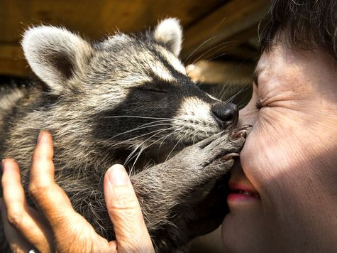 Hayley Hesseln gets kisses from one of her many raccoons she has in a pen in the back yard of her Saskatoon home, August 26, 2015.