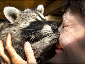 Hayley Hesseln gets kisses from one of her many raccoons she has in a pen in the back yard of her Saskatoon home, August 26, 2015. Hayley raccoons are rescues that are nurse back to health old are old enough to be turned back to the wild.