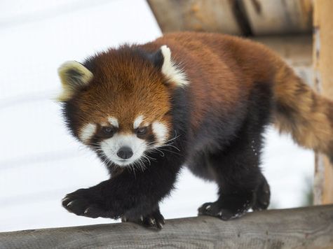 Phoenix the red panda at the Saskatoon Zoo is the most eligible bachelor in Saskatoon.
