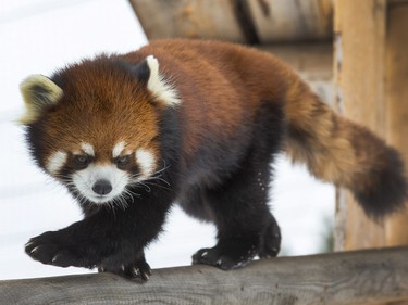 Phoenix the red panda at the Saskatoon Zoo is the most eligible bachelor in Saskatoon, February 13, 2015.