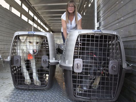 Eighteen dogs and two cats were brought to Saskatoon in a large horse trailer from La Ronge by a volunteer group of veterinarians from the veterinarian college at The University of Saskatchewan to be housed in the Bovine Teaching Unit until they are identified by there owners, July 8, 2015. The volunteer group is part of the Spay, Neuter Wellness Program. The town of La Ronge Sask. had to be evacuated because of a forest fires so close to the community and these family dogs had to be left behind. 