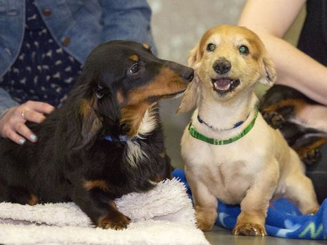 A dozen wiener dogs were rescued and are being taken care of by the SPCA all with many health issues, March 18, 2015. They will be adopted out but not until they are deem healthy. 