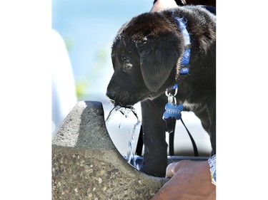 Pepper, with help from his owners, grabbed a drink from a fountain during a less windy and slightly warm holiday Monday, May 18, 2015.