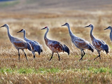Sandhill cranes are gathering and feeding in fields near Saskatoon on October 26, 2015.