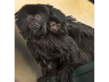 Mother Lea, the Goeldi's monkey, show off the newest addition at the Saskatoon Forestry Farm, September 11, 2015.