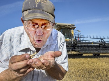 Don Russell, who farms near Zealandia, examines his wheat crop on September 29, 2015.