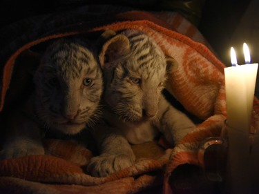 Six-week-old male white Bengal tiger cubs are covered with blankets to keep them warm at a zoo in the Black Sea resort of Yalta on December 4, 2015.