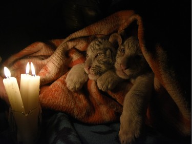Six-week-old male white Bengal tiger cubs are covered with blankets to keep them warm at a zoo in the Black Sea resort of Yalta on December 4, 2015.