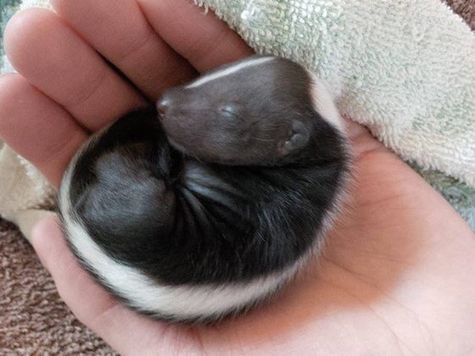 Some Nutana-area residents raised concerns about wild skunks like this being housed at a wildlife care facility in the neighbourhood.