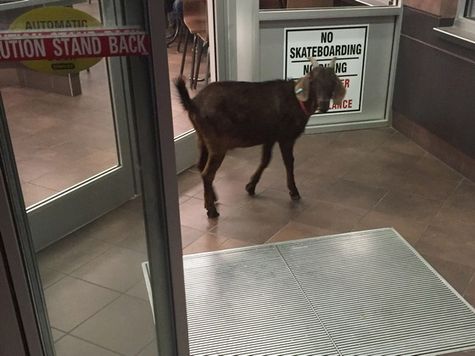 Mounties in the Saskatoon area didn't let an unexpected visitor get their goat when they were called to a disturbance at a Tim Hortons on the weekend. RCMP in Warman were called out because a stubborn kid was refusing to leave the coffee shop early Sunday morning. The goat is seen inside the vestibule of a Tim Horton's in the town of Warman, Sask., in this RCMP handout photo.