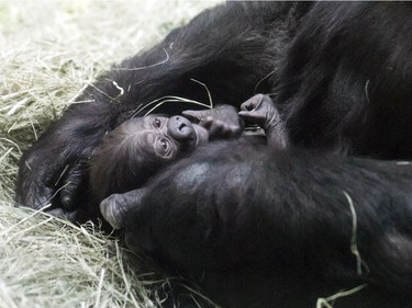 A two-day-old male western lowland gorilla, born December 5, 2015, is nestled by its mother at the zoo in Fort Worth, Texas.