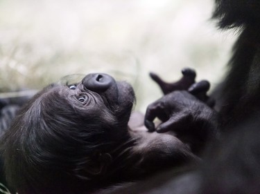 A two-day-old male western lowland gorilla, born December 5, 2015, is nestled by its mother at the zoo in Fort Worth, Texas.