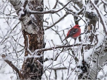 This Prince Albert area picture was taken by Curtis Matwishyn of Prince Albert, SK. These pictures captured the Woods and Water category of the Tourism Saskatchewan photo contest.