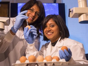 Thushari Gunawardana (left) and Kalhari Goonewardene (right) injecting eggs with a new molecule to boost disease-immunity in baby chicks. (David Stobbe/University of Saskatchewan)