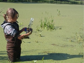 University of Saskatchewan student Raea Gooding collects a sediment sample from a reservoir covered in duckweed at the South Tobacco Creek Watershed in Manitoba. (Noel Galuschik/University of Saskatchewan)