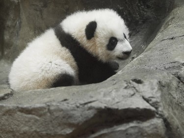 Bei Bei, a giant panda cub born on August 22, makes his first media appearance at the Smithsonian National Zoo in Washington, DC, December 16, 2015.