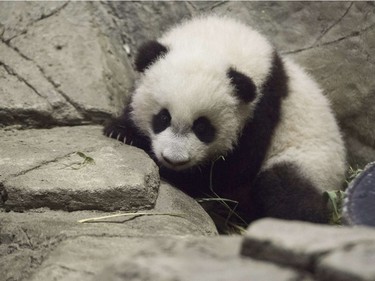 Bei Bei, a giant panda cub born on August 22, makes his first media appearance at the Smithsonian National Zoo in Washington, DC, December 16, 2015.