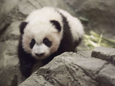 Bei Bei, a giant panda cub born on August 22, makes his first media appearance at the Smithsonian National Zoo in Washington, DC, December 16, 2015.