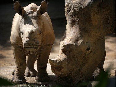 Two-month-old female white rhinoceros Vita (L) stands next to her mother Donsa in their enclosure at the Singapore Zoo, January 12, 2016.