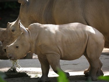 Two-month-old female white rhinoceros Vita stands next to her mother Donsa in their enclosure at the Singapore Zoo, January 12, 2016.