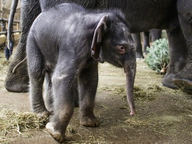 An asian elephant cub, born January 1, 2016, walks in front of its mother as the elephant group is fed with Christmas trees at the zoo Tierpark in Berlin, Germany, January 7, 2016. Every year discarded Christmas trees are offered to the animals as a snack.