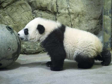 Five-month-old giant panda cub Bei Bei, seen through glass, roams in his pen at the National Zoo in Washington, January 16, 2016.