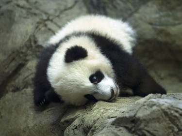 Five-month-old giant panda cub Bei Bei, seen through glass, roams in his pen at the National Zoo in Washington, January 16, 2016.