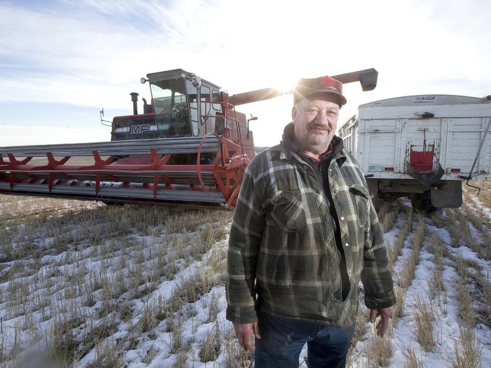 Sask. farmer celebrates new year by combining wheat The Star Phoenix
