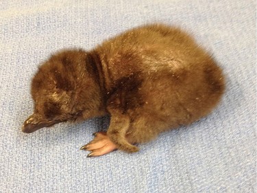 An undated photo provided by the Cincinnati Zoo shows their newborn blue penguin named Bowie. The zoo says the baby penguin hatched at 6 a.m. on January 8, 2016.