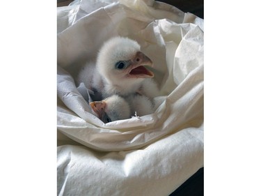 An albino peregrine falcon chick is seen at the SAG laboratory in Santiago, Chile, January 27, 2016.