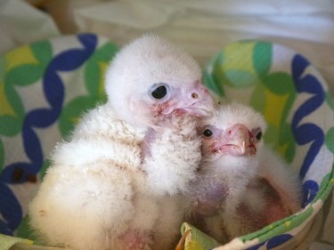 Albino peregrine falcon chicks are seen at the SAG laboratory in Santiago, Chile, January 27, 2016.