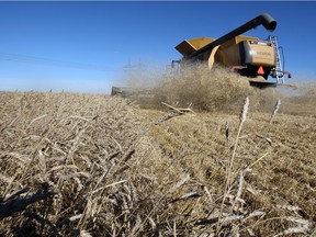 Wheat research in western Canada today received a five-year, $21.4 million boost from the Western Grains Research Foundation.