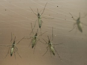 Female Aedes aegypti mosquitoes are kept in a container at the Biomedical Sciences Institute in the Sao Paulo's University, in Sao Paulo, Brazil, Monday, Jan. 18, 2016