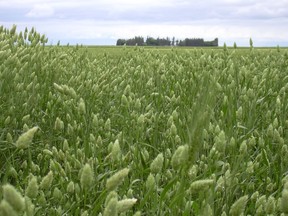 Canaryseed plots at Agriculture and Agri-Food Canada Research Station at Indian Head.