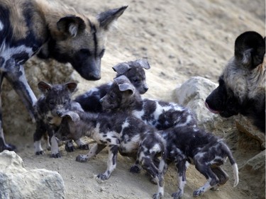 A female African hunting dog stands next to its newly born puppies on December 23, 2015 in the African Reserve zoological park of Sigean, France. The seven pups were born on November 8, 2015.