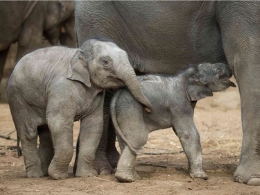 A newborn elephant (C) stands next to his mother Kandy and six-months-old female elephant Anjuli (L) at the Tierpark Hagenbeck Zoo in Hamburg, Germany, January 12, 2016.