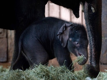 Two-week-old baby elephant Edgar stands next to his mother on January 18, 2016 at the Tierpark Zoo in Berlin, Germany.