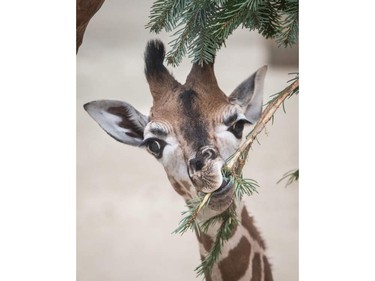 Three-week-old baby giraffe Mufaro nibbles on a Christmas tree that was not sold on January 21, 2016 at the Opel-Zoo in Kronberg near Frankfurt am Main, Germany.