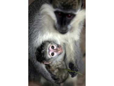 A monkey carries its baby at Al-Bisan Zoo in northern Gaza Strip, January 8, 2016.