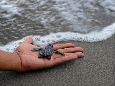 A baby turtle is being released into the sea at Panga beach of Aceh Jaya, in Aceh province, Indonesia, January 28, 2016.