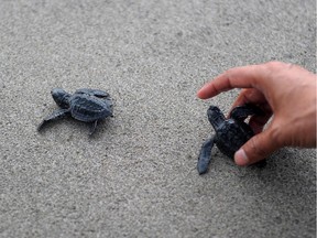 Baby turtles are being released into the sea at Panga beach of Aceh Jaya, in Aceh province, Indonesia, January 28, 2016.