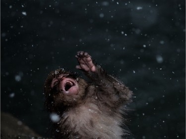 A juvinile Japanese snow monkey tries to eat snowflakes in a hot spring at the Jigokudani Wild Monkey Park in Yamanouchi town, Nagano prefecture, Japan, January 18, 2016.