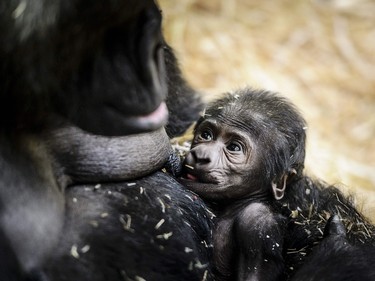 A newborn baby Western lowland gorilla is held by its mother Sindy at Artis Zoo in Amsterdam, January 22, 2016.